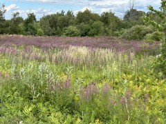 AutPetIMG_6345.jpeg, août 2024 AutPetIMG_6345.jpeg