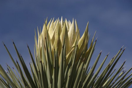 Floraison.jpg, fév. 2024 Floraison.jpg