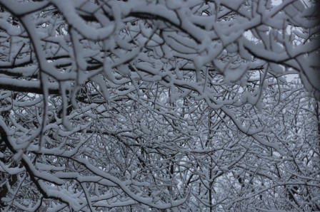 Fore_tHiv2021.JPG, nov. 2020 Fore_tHiv2021.JPG