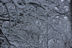 Fore_tHiv2021.JPG, nov. 2020 Fore_tHiv2021.JPG