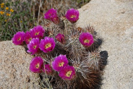 cactus.jpg, fév. 2021 cactus.jpg